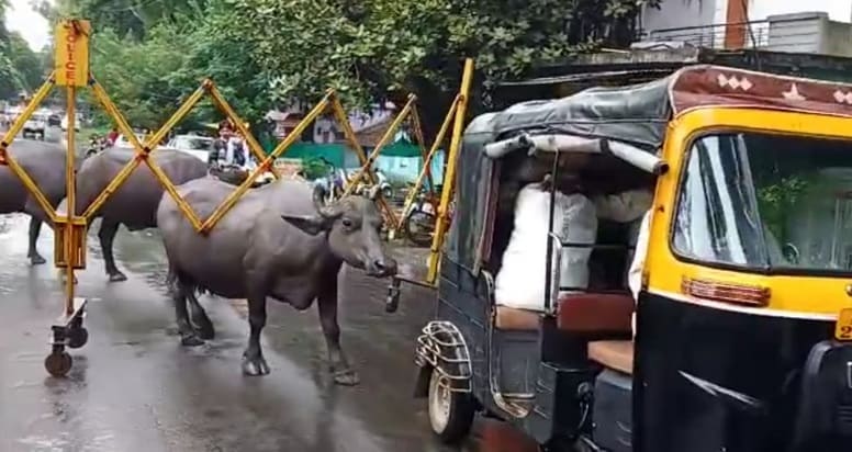 बीच सड़क पर बैरिकेड्स उठाकर चलने लगी भैंस! वीडियो वायरल