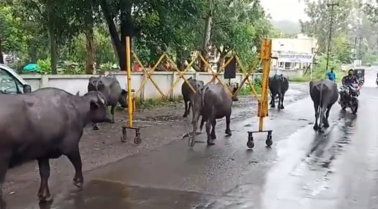 बीच सड़क पर बैरिकेड्स उठाकर चलने लगी भैंस! वीडियो वायरल