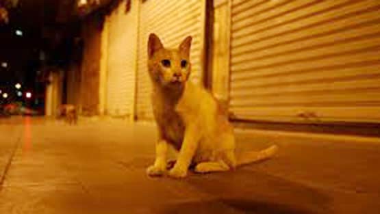 मुंबई: 19 बिल्लियों की मौत बनी पहेली, जांच में जुटी पुलिस