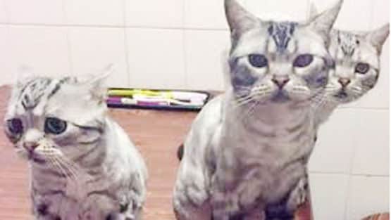 मुंबई: 19 बिल्लियों की मौत बनी पहेली, जांच में जुटी पुलिस