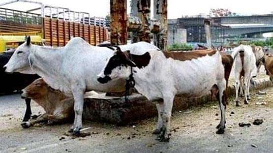 किसान के घर से 100 किलो गोबर चुरा ले गए चोर, ये है कारण!