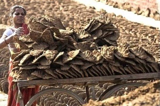 किसान के घर से 100 किलो गोबर चुरा ले गए चोर, ये है कारण!