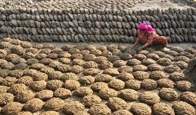 किसान के घर से 100 किलो गोबर चुरा ले गए चोर, ये है कारण!