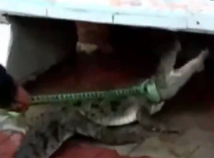 सड़क किनारे बैंच के नीचे था मगरमच्छ, देखते ही लोगों के हाथ-पांव फूले