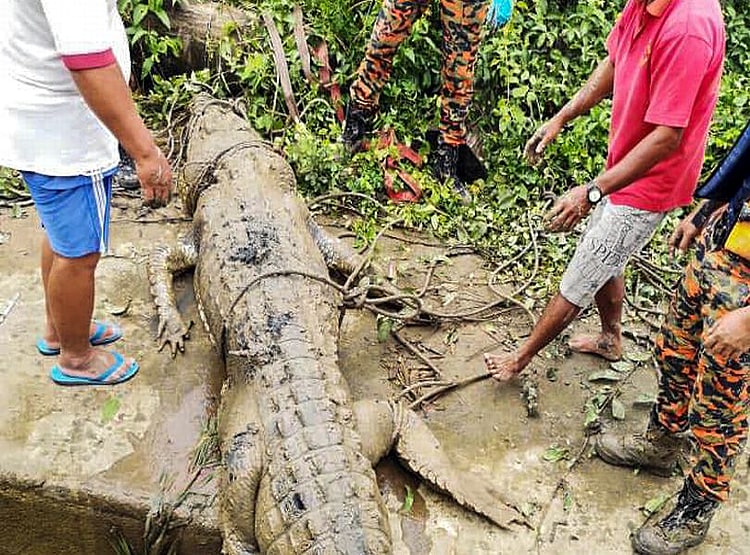 दर्दनाकः 14 साल का लापता बच्चा मगरमच्छ के पेट में मिला