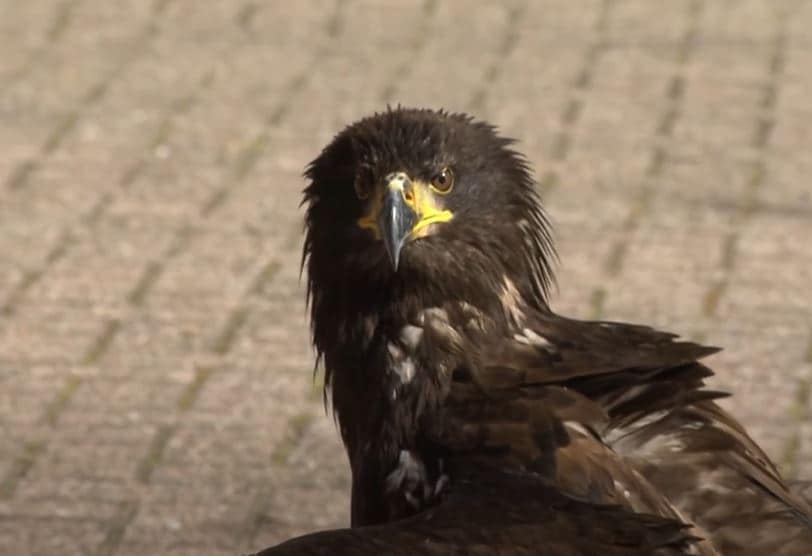 हवा में उड़ रहा था ड्रोन, तभी बाज ने कर दिया हमला और फिर...