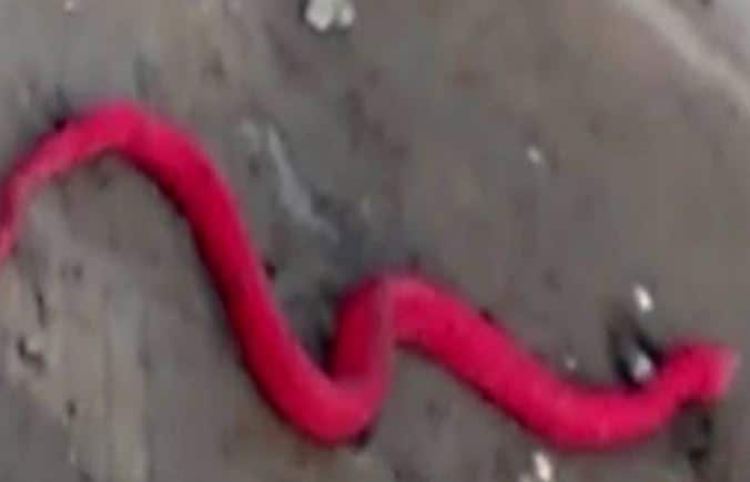 84 साल बाद नैनीताल में दिखा लाल रंग का दुर्लभ सांप, खुकरी जैसे दांत