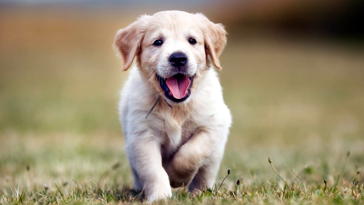 प्रतीकात्मक फोटो