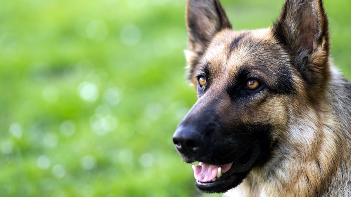 प्रतीकात्मक फोटो