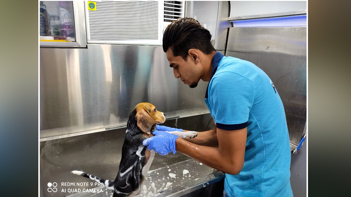 चलता-फिरता डॉग सलून.