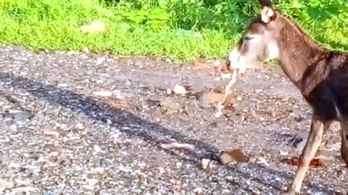 गधे के दांतों के बीच फंसा सांप.