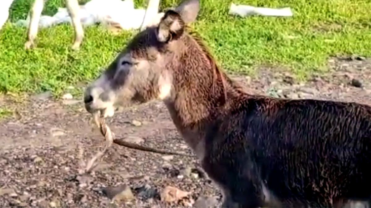 गधे के दांतों के बीच फंसा सांप