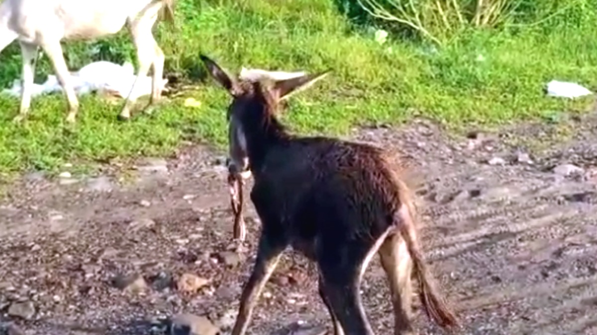 गधे के दांतों के बीच फंसा सांप.