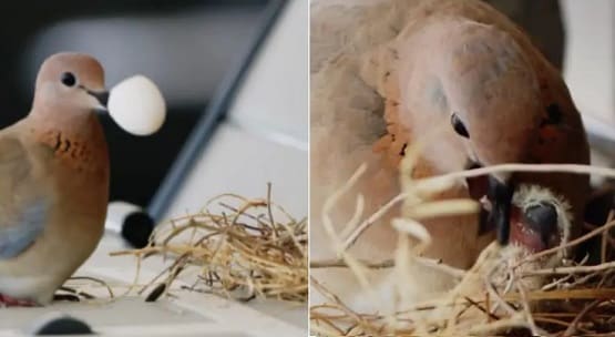 दुबई के क्राउन प्रिंस की लग्जरी कार पर चिड़िया ने दिए अंडे, फिर...