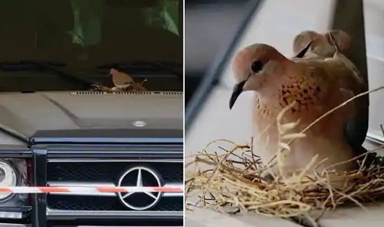 दुबई के क्राउन प्रिंस की लग्जरी कार पर चिड़िया ने दिए अंडे, फिर...