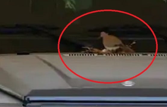 दुबई के क्राउन प्रिंस की लग्जरी कार पर चिड़िया ने दिए अंडे, फिर...