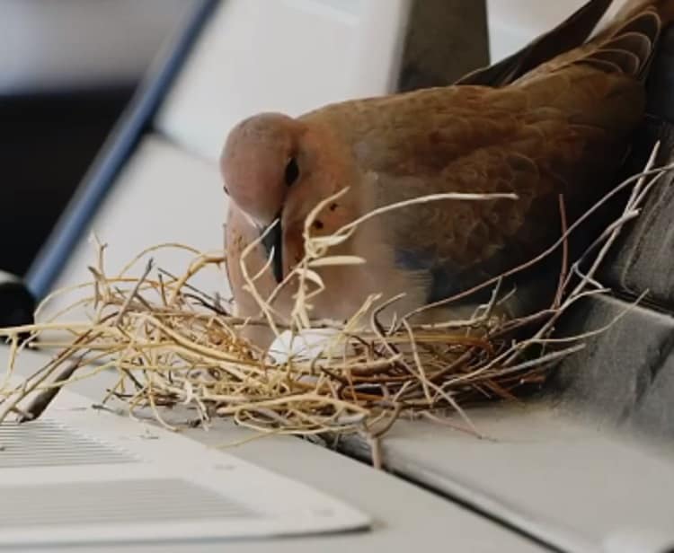 दुबई के क्राउन प्रिंस की लग्जरी कार पर चिड़िया ने दिए अंडे, फिर...