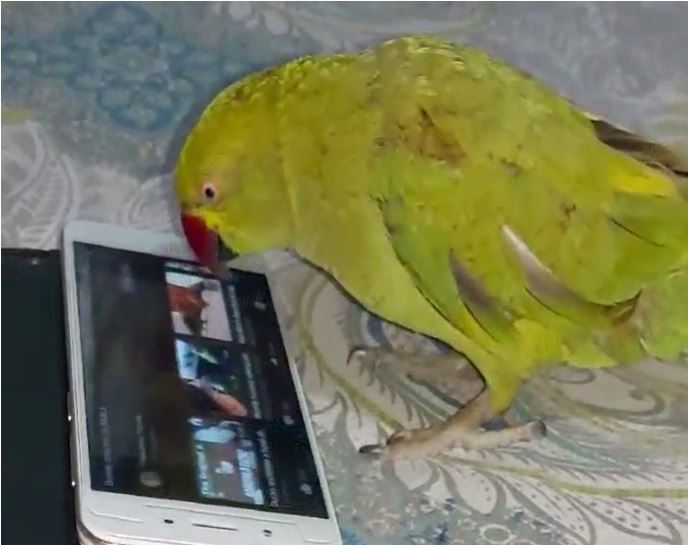 खुद YouTube चलाता है तोता