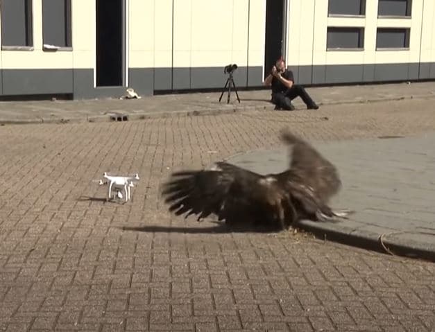 हवा में उड़ रहा था ड्रोन, तभी बाज ने कर दिया हमला और फिर...