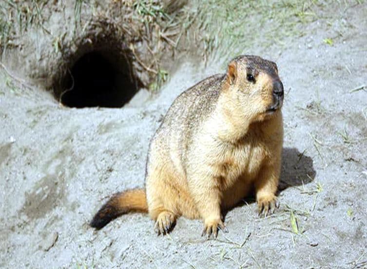 कोरोना के बाद इस बीमारी ने उड़ाई चीन की नींद, दो लोगों की मौत