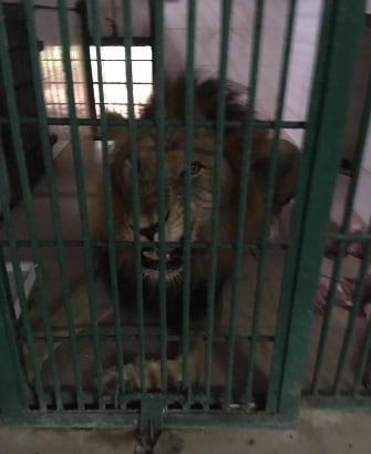 28 साल बाद इस चिड़ियाघर में छाईं खुशियां, शेर के परिवार में जन्मे शावक