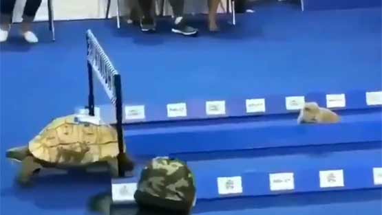 VIDEO: जब रियल लाइफ में कछुए ने खरगोश को रेस में हरा दिया