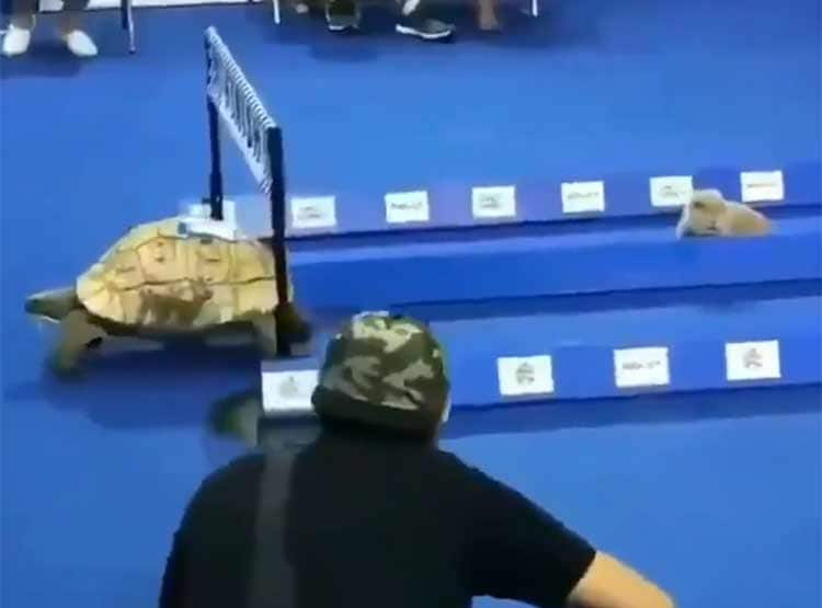 VIDEO: जब रियल लाइफ में कछुए ने खरगोश को रेस में हरा दिया