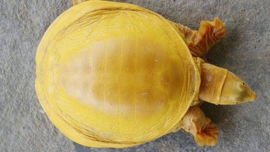 नेपाल में मिला सुनहरे रंग का कछुआ, अवतार मानकर पूजने लगे लोग