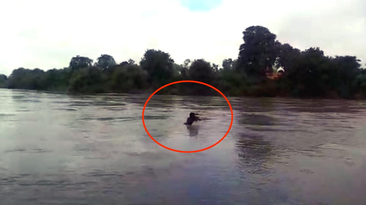 बाढ़ में फंसा युवक.