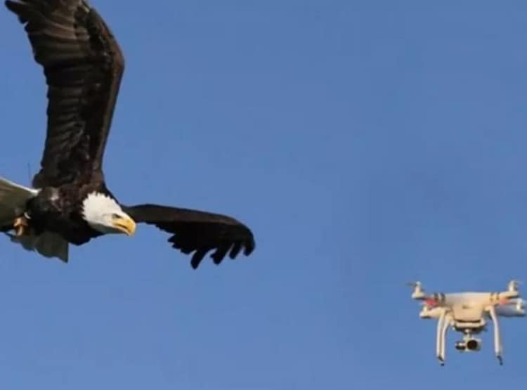 हवा में उड़ रहा था ड्रोन, तभी बाज ने कर दिया हमला और फिर...