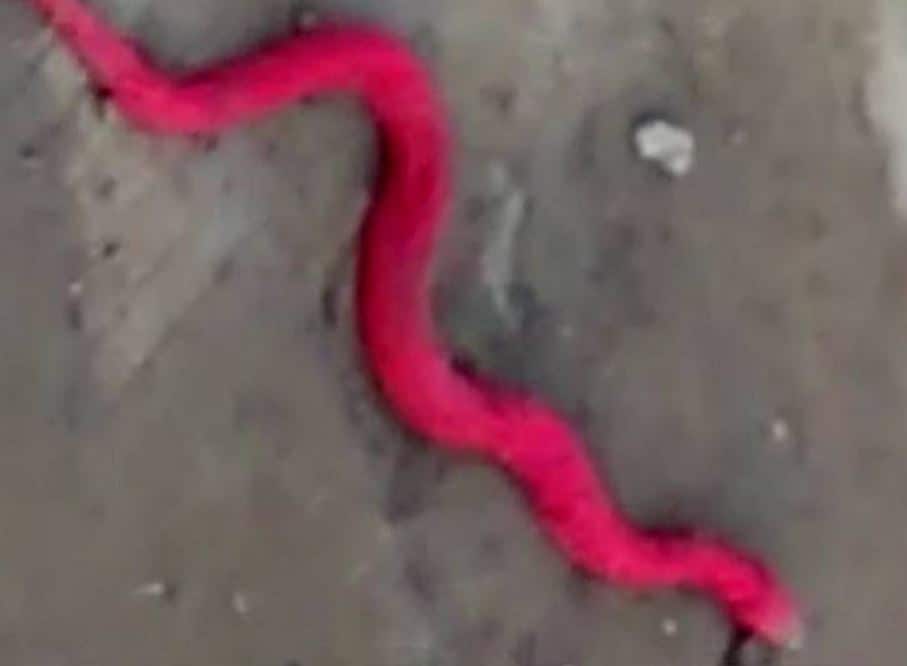 84 साल बाद नैनीताल में दिखा लाल रंग का दुर्लभ सांप, खुकरी जैसे दांत