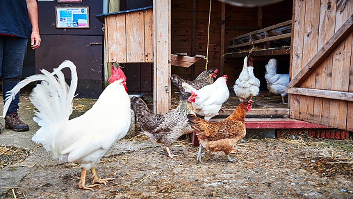 6 crores Chicken in England Wales rejected 