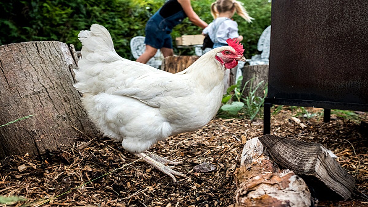 6 crores Chicken in England Wales rejected 