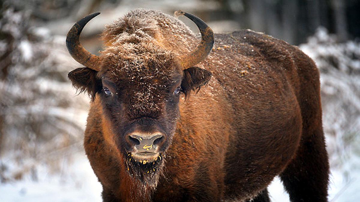 Bison Killed In Kerala