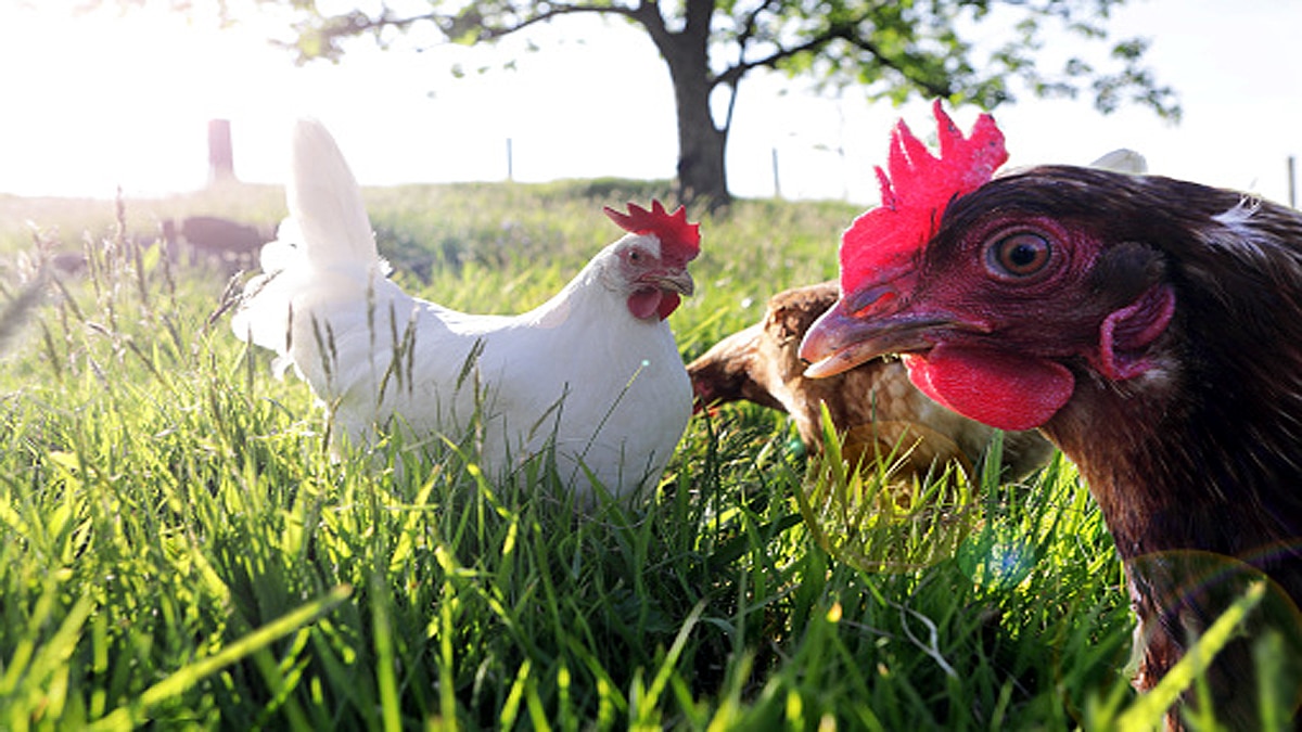 6 crores Chicken in England Wales rejected 