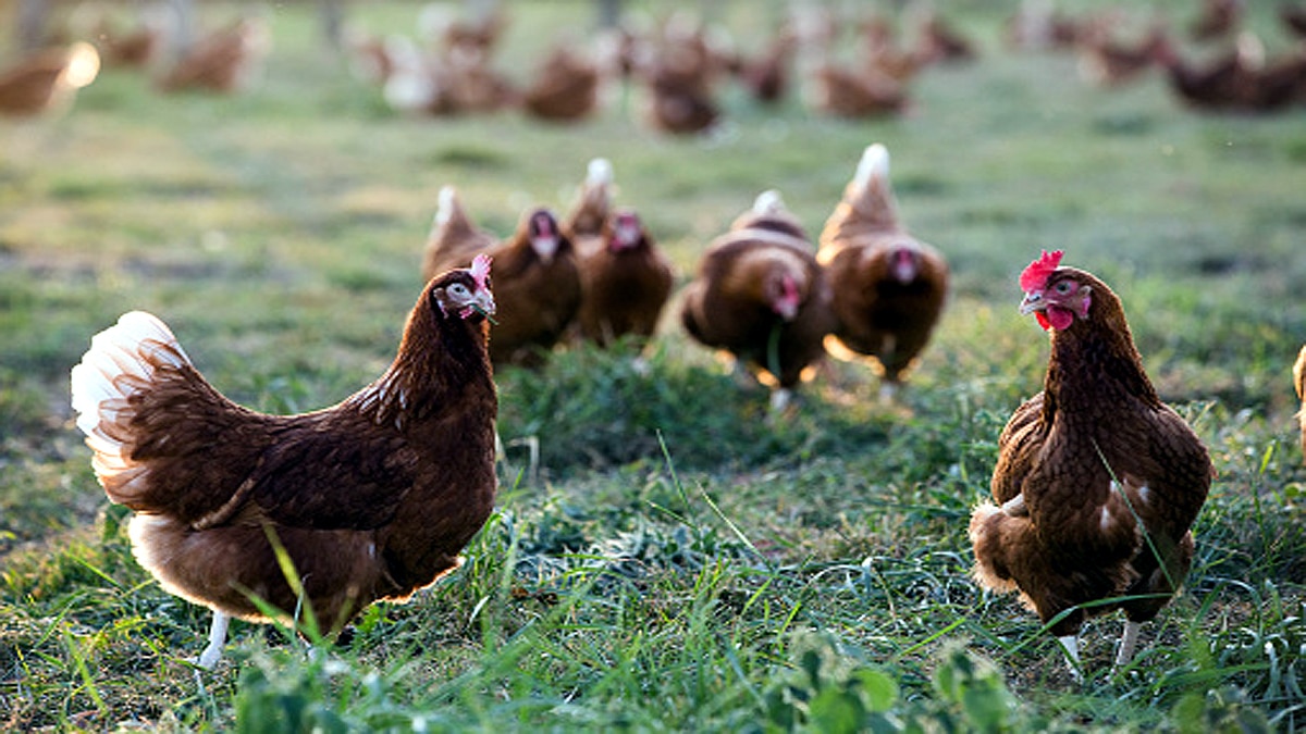 6 crores Chicken in England Wales rejected 