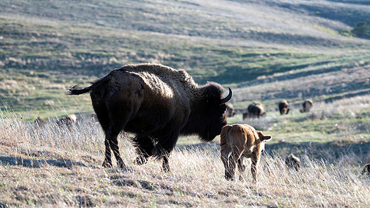 Bison Killed By Poachers in Kerla