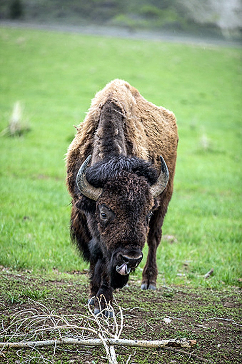 Bison Killed