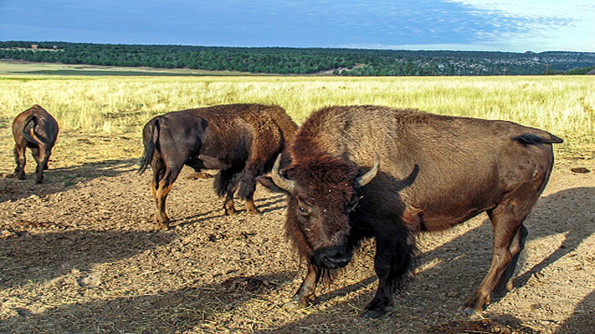 Bison Killed In Kerala