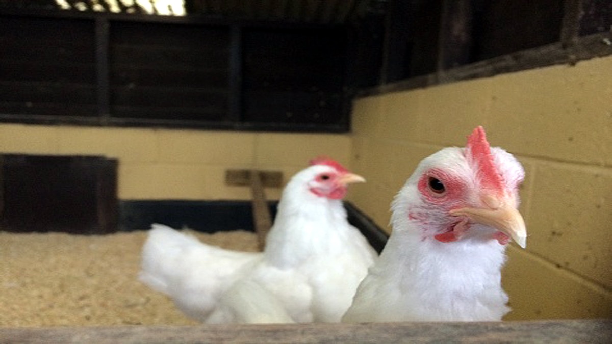 6 crores Chicken in England Wales rejected 