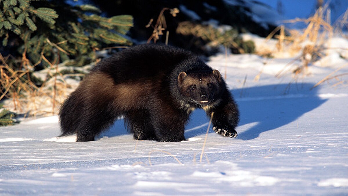 Wolverines American National Park