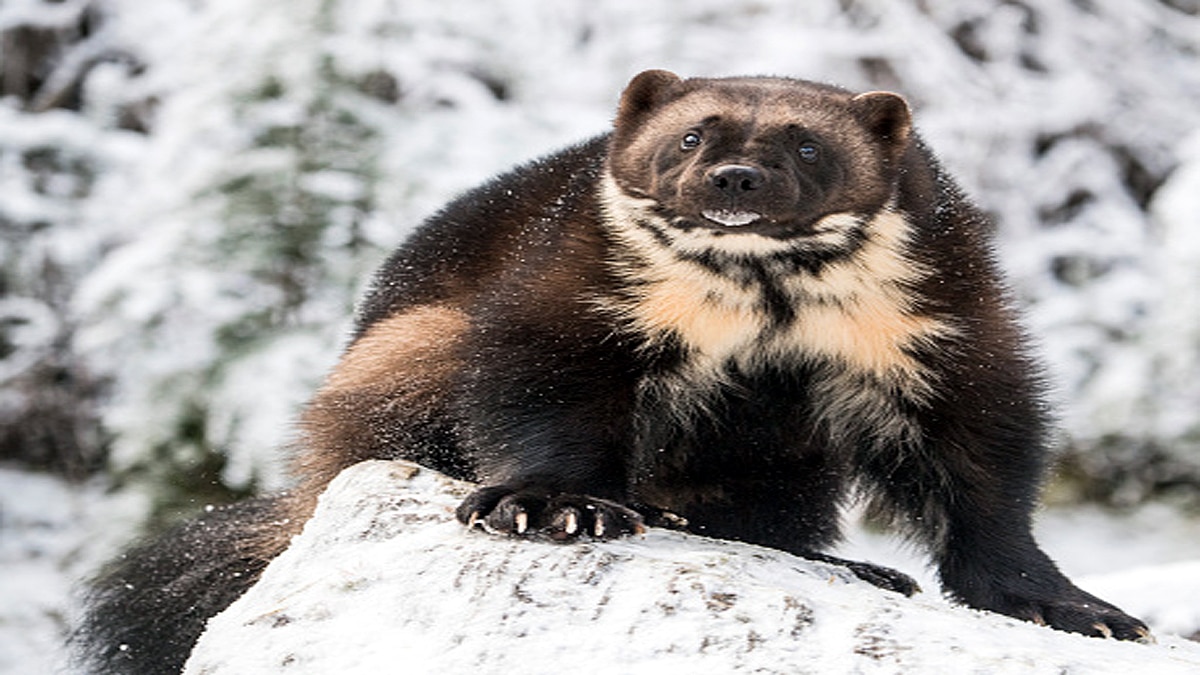 Wolverines American National Park