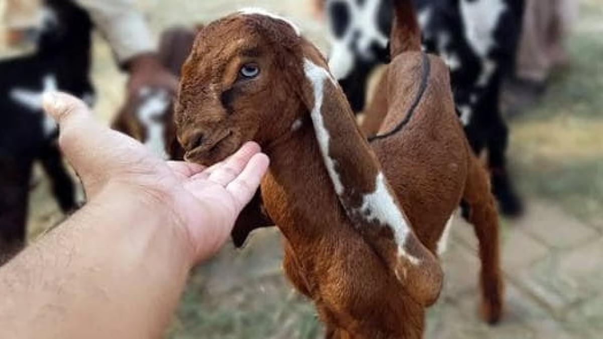  बकरी ने दी खुद के लिए गवाही