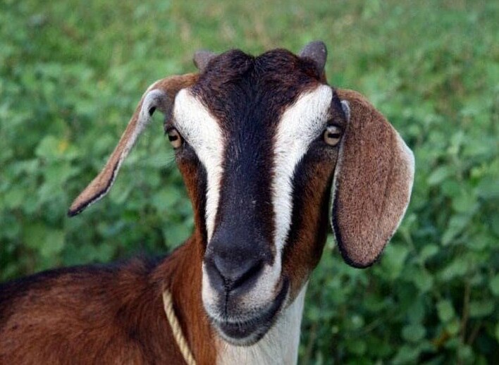 मामला उदयपुर के वल्लभनगर तहसील के खेरोदा थाने का.