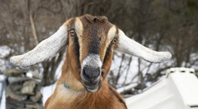 बकरी ने दी खुद के लिए गवाही.