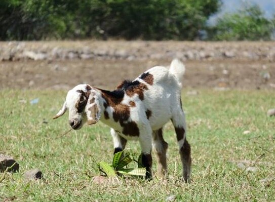 बकरी ने दी खुद के लिए गवाही.