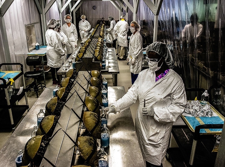 इस जीव के नीले खून से बनेगी कोरोना वैक्सीन, 11 लाख रु. लीटर कीमत