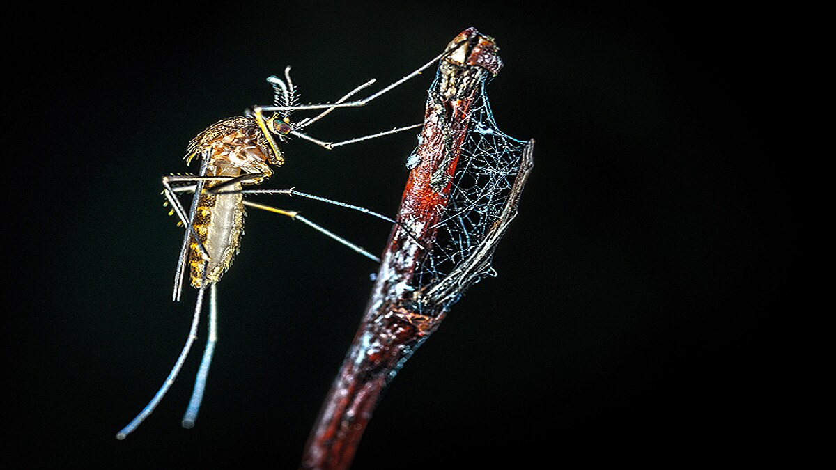 genetically engineered mosquitoes