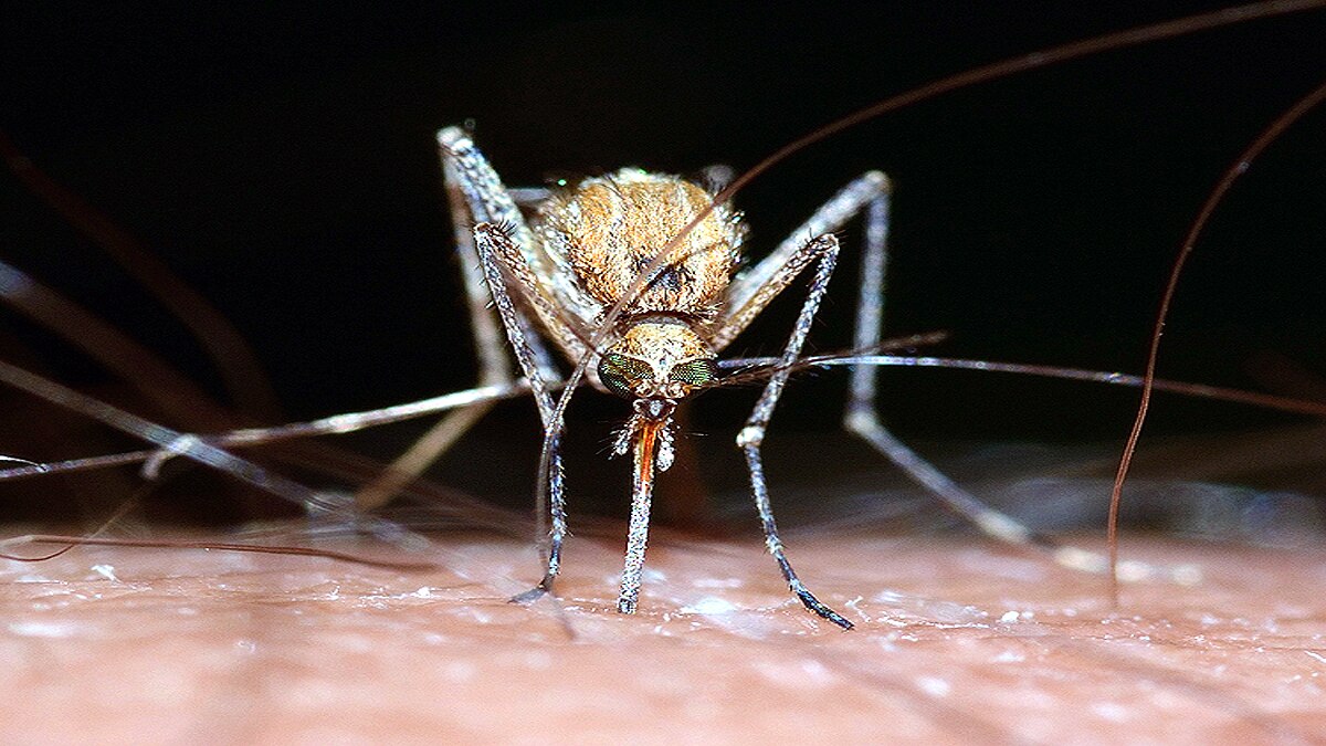 genetically engineered mosquitoes