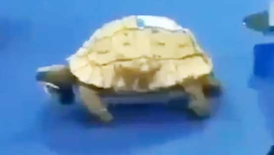 VIDEO: जब रियल लाइफ में कछुए ने खरगोश को रेस में हरा दिया